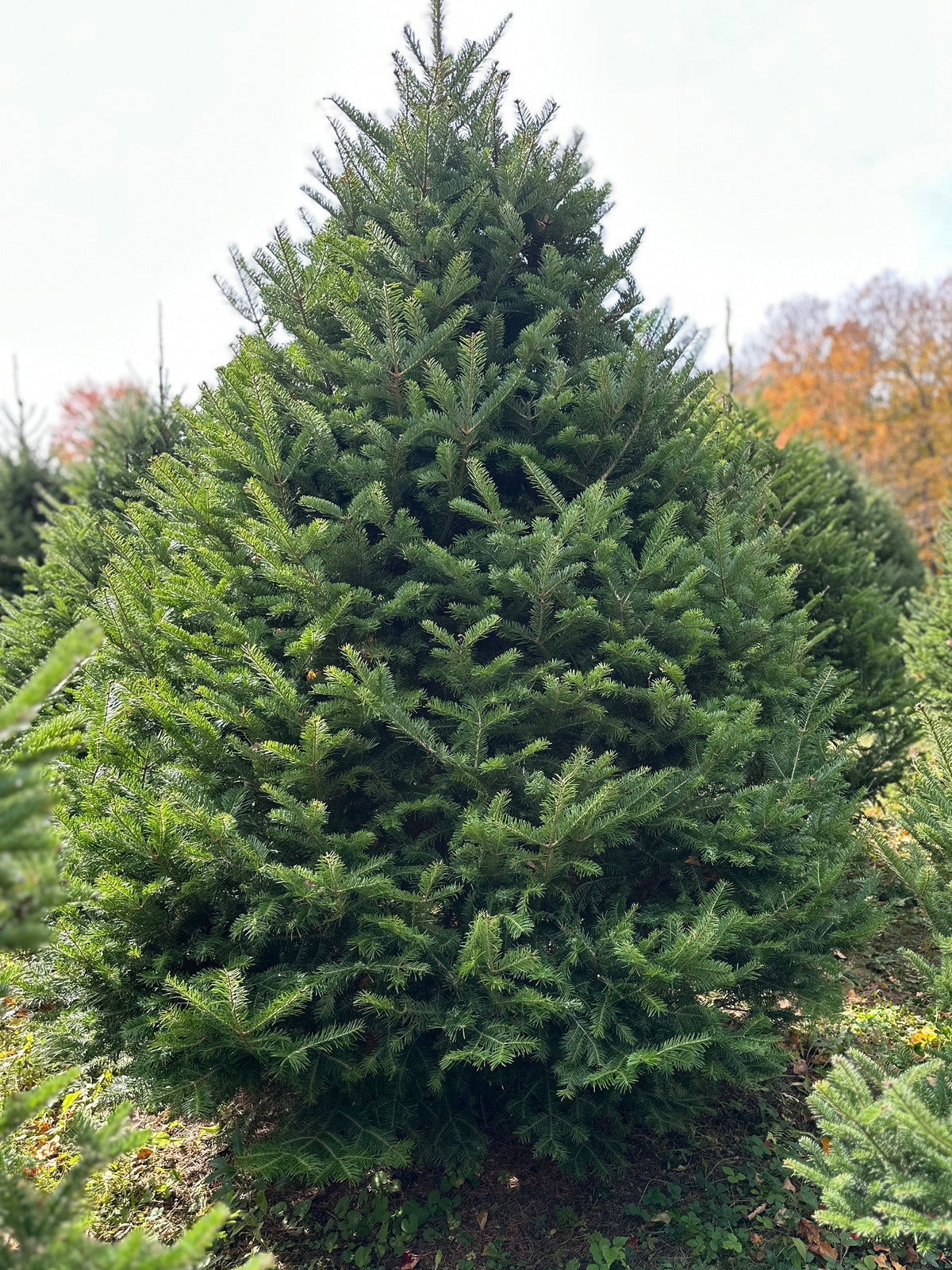 Vermont Balsam Christmas Tree