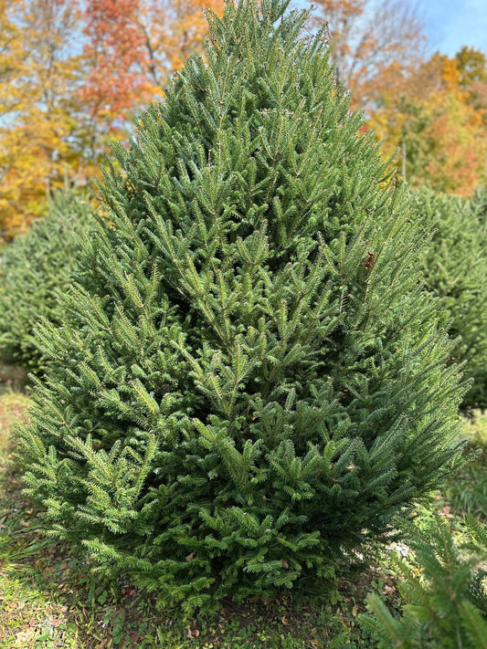 Vermont Fraser Fir Christmas Tree