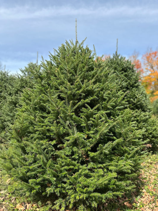 Vermont Balsam Christmas Tree