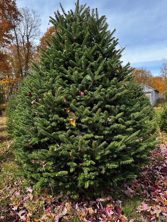 Vermont Fraser Fir Christmas Tree